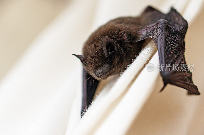 普通蝙蝠(Pipistrellus Pipistrellus)是一种小型蝙蝠